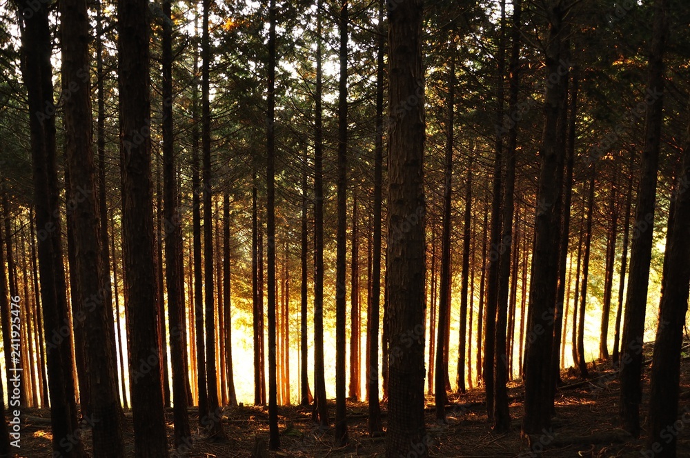 Obraz premium 杉林の外側の朝焼け
