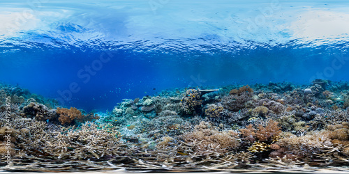 360 of healthy sunlit reef in Raja Ampat