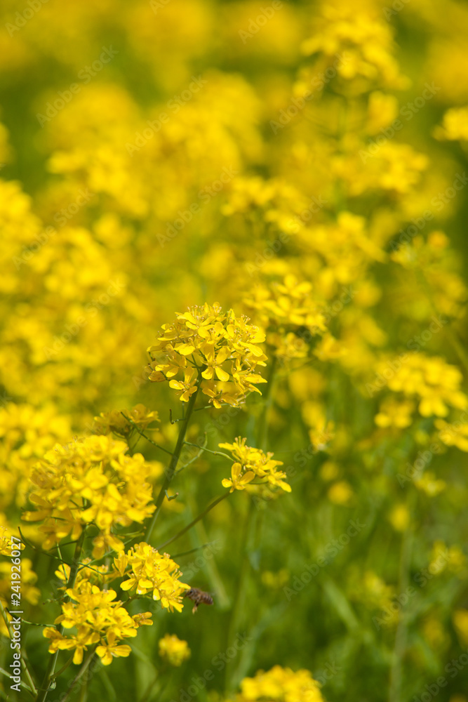 菜の花・満開 菜の花・満開