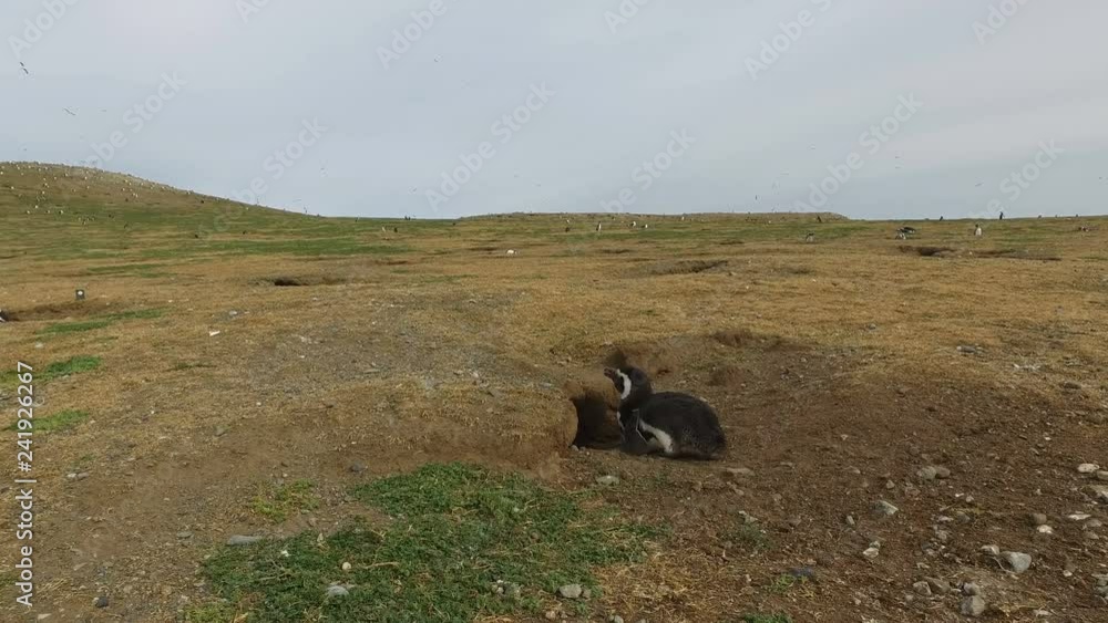 Magellanic Penguins on Magellan Island, Chile Magellanic Penguins on Magellan Island, Chile