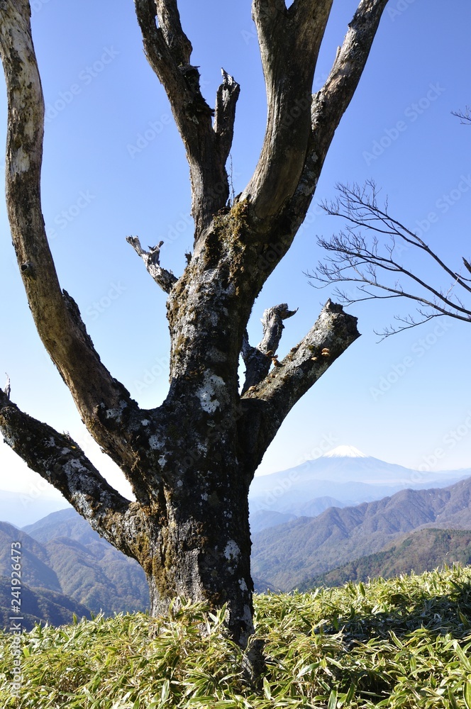 丹沢山地の古木と富士山眺望 丹沢山地の古木と富士山眺望