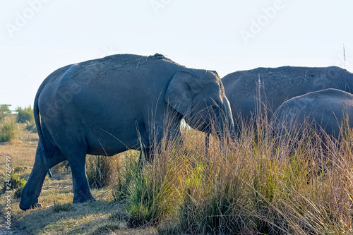 Indian elephants  Elephas maximus indicus  with Ramganga Reservoir in background - Jim Corbett National Park  India