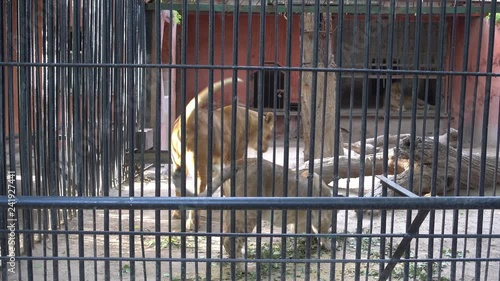 Odessa, Ukraine - 29th of June, 2017: 4K Odessa zoological garden - Lioness in cage photo