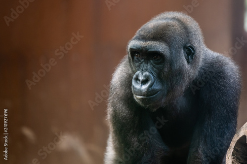 Fototapeta Naklejka Na Ścianę i Meble -  Gorille des plaines