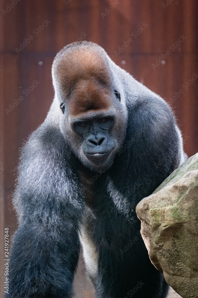 Portrait d'un gorille des plaines, male dominant