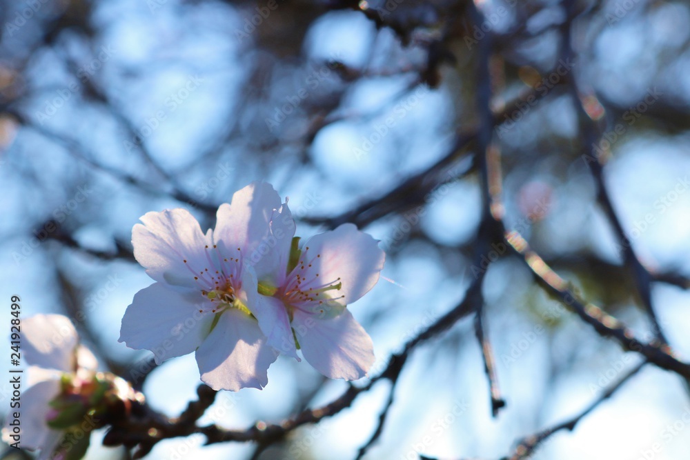 花　１１月の桜　とちぎ