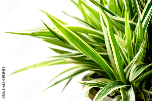 Striped Dracaena Plant on white background photo