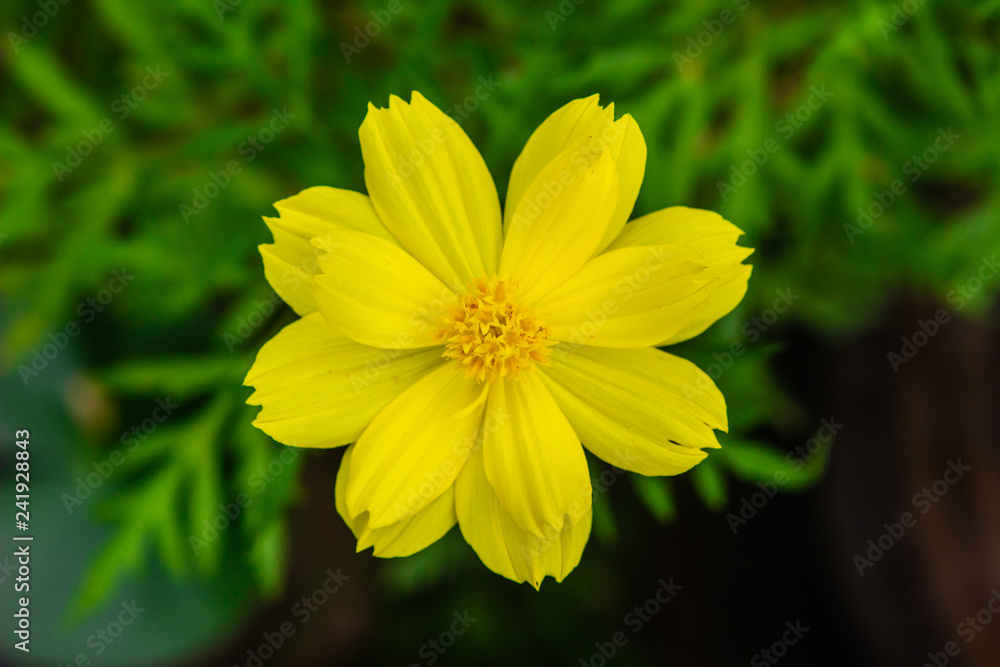 Obraz premium yellow flower in the sunny garden