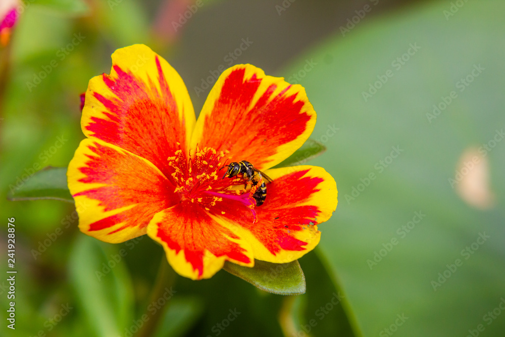 Bee on Portulaca flower in garden Bee on Portulaca flower in garden