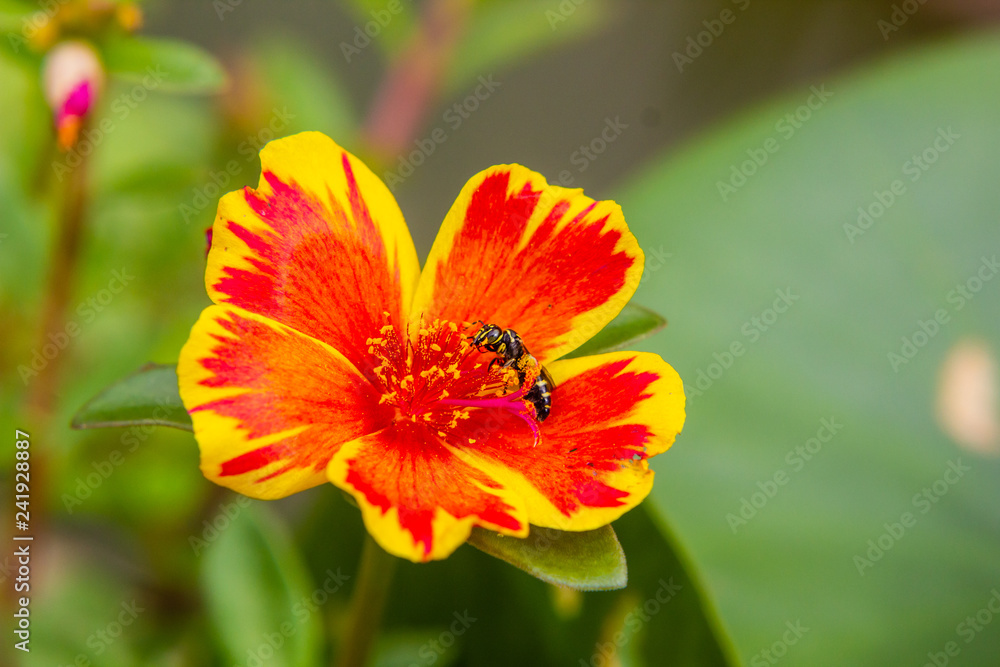 Bee on Portulaca flower in garden Bee on Portulaca flower in garden