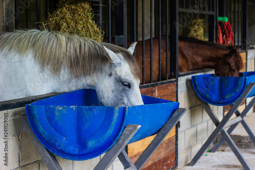 horse eating feed out of a rubber pan