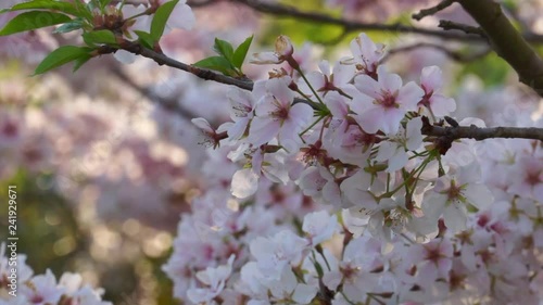 Cherry Blossoms III
