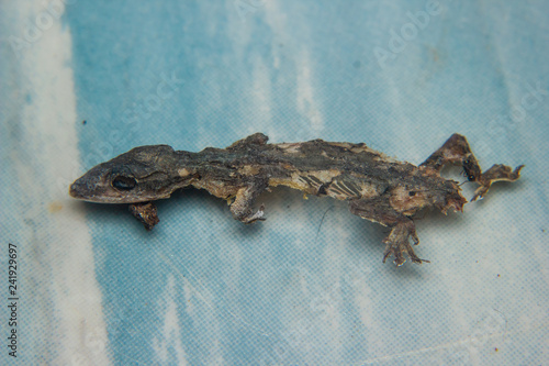 Close up of Dried dead small lizard