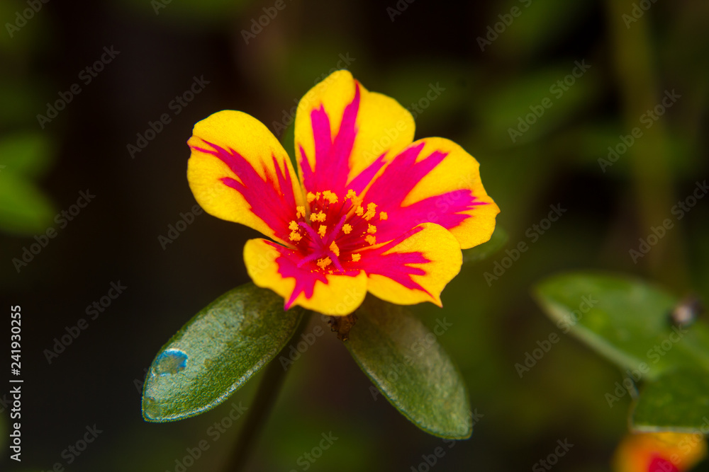 Closeup Portulaca flower in garden. (Portulaca oleracea) Closeup Portulaca flower in garden. (Portulaca oleracea)