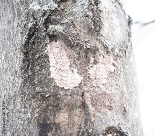 Close-up of spotted lanternfly egg mass on maple tree, Berks County, Pennsylvania  photo