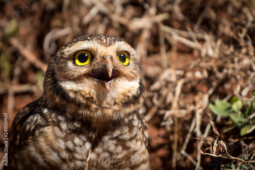 The burrowing owl (Athene cunicularia) is a small, with yellow eyes, long-legged owl found throughout open landscapes of North and South America. 