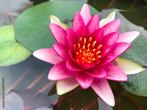 beautiful lotus flower Ellisiana or Tubtim Siam Water Lily blooming on pond
