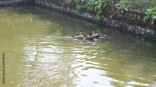 ducks swimming in the pond