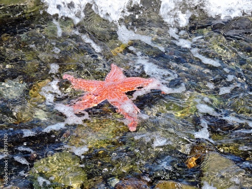 Maine starfish 