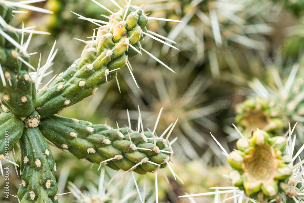 green cactus with long needle spikes on each of its branch in the garden. green cactus with long needle spikes on each of its branch in the garden.