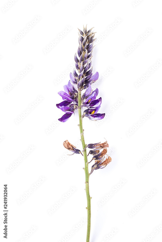 Obraz premium Pueraria flower / beautiful purple arabesque flower