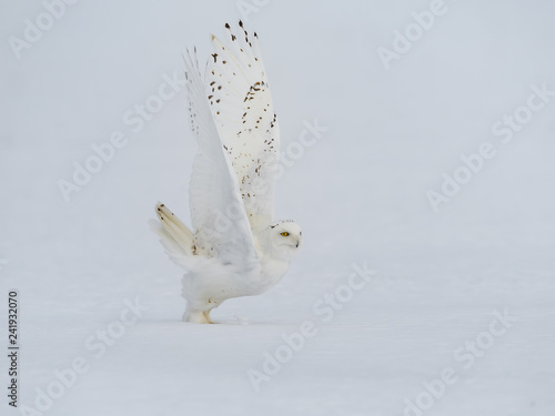 Male Snowy Owl Taking Off From Snow Field in Winter 