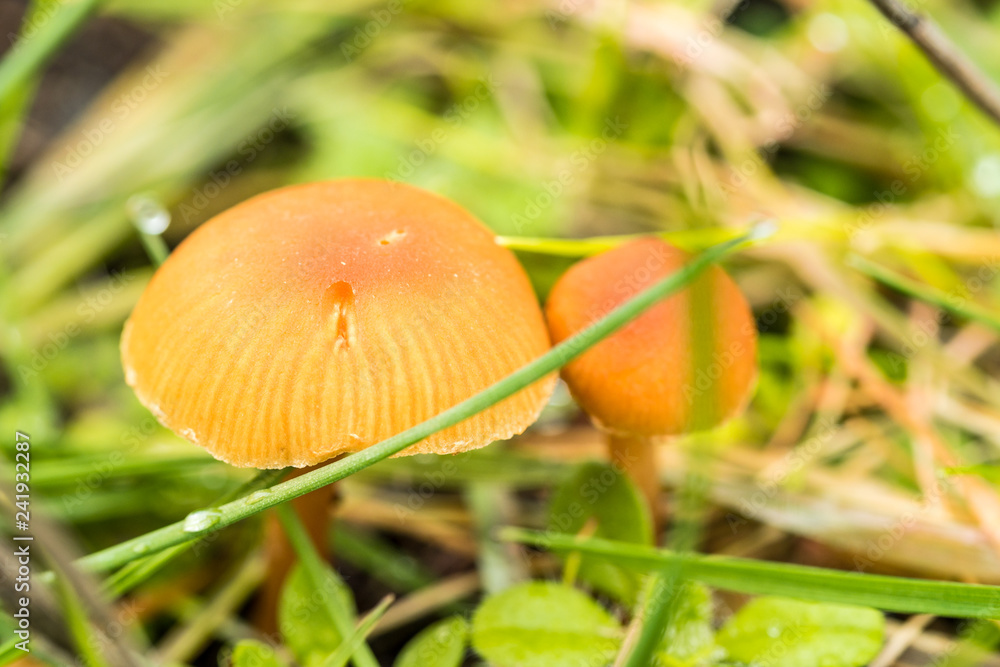 two tiny brown mushrooms grown on green grass covered ground two tiny brown mushrooms grown on green grass covered ground