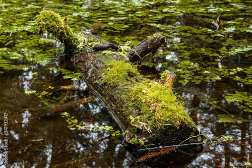 green moss covered tree trunk floating on top of green leaves covered water puddle inside forest