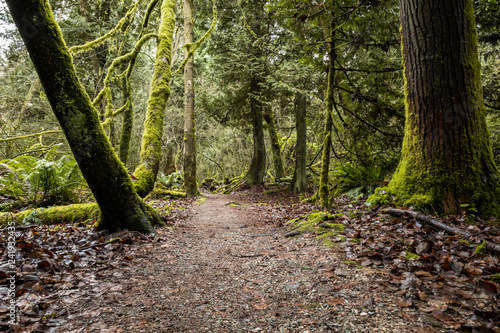 muddy path inside damp forest with green moss covered trees on both sides