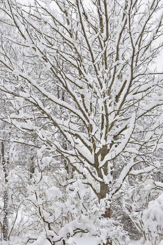 Snowy winter trees, fresh new snow covered branches after blizzard snowstorm, heavy snowfall drifts, multiple tree twigs detail, large detailed vertical closeup