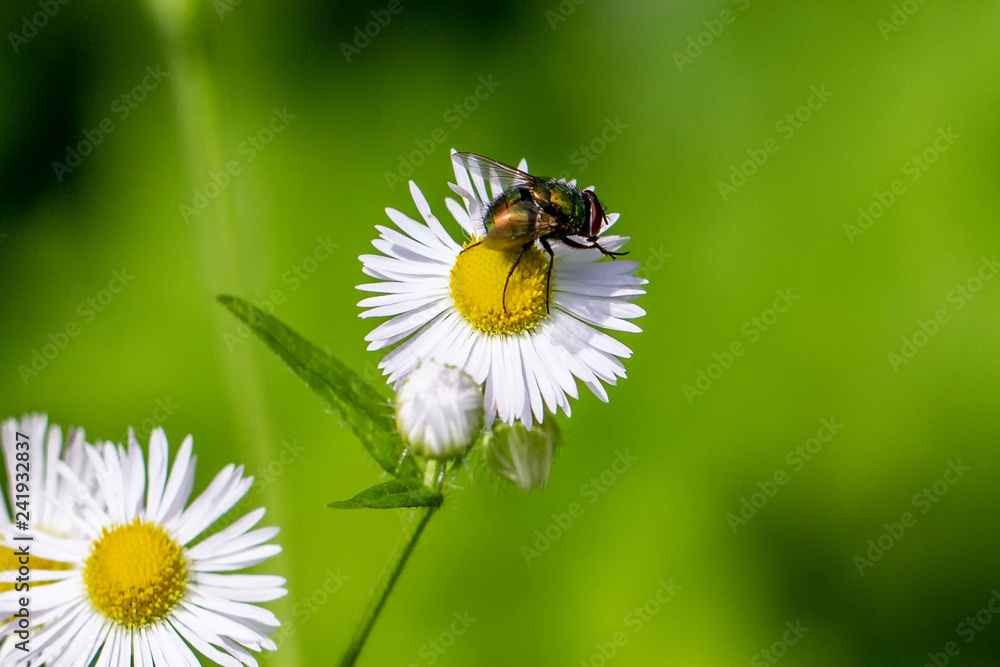 Flys Flys