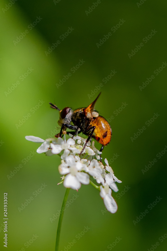 Naklejka premium Flys