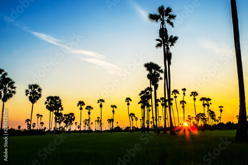 Landscape Sugar palm  trees  and Rice field with sunset