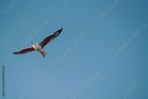 Seagull in the blue sky