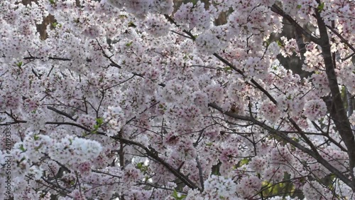 Cherry Blossoms II