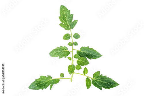 Fresh tomatoes, foliage, flowers