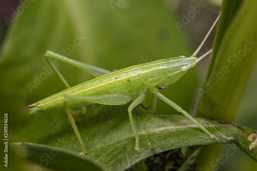 Wallpaper Mural conehead katydid nymph Torontodigital.ca