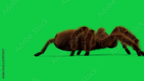 Tarantula On Green Screen