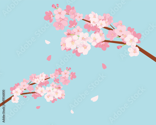 桜　イラスト
