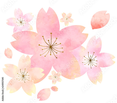 水彩の桜　イラスト