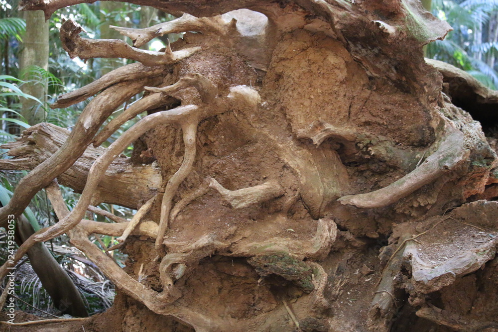 roots of a tree