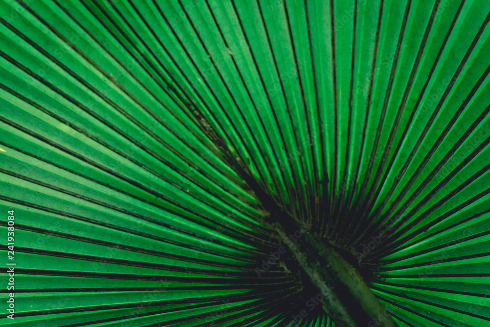 Fototapeta premium Pattern behind big palm leaf look like graphic design