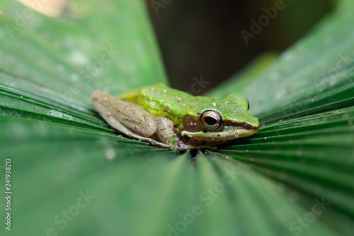 More close up Green Tree frog stay calm on the big leaf of palm tree