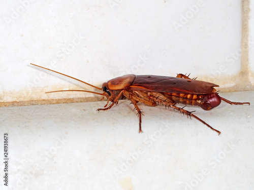 Macro Photo of Cockroach on The Floor