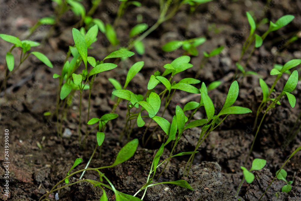 Lots Of Young Seedling Parsley Plant,Close Up Shot. Lots Of Young Seedling Parsley Plant,Close Up Shot.