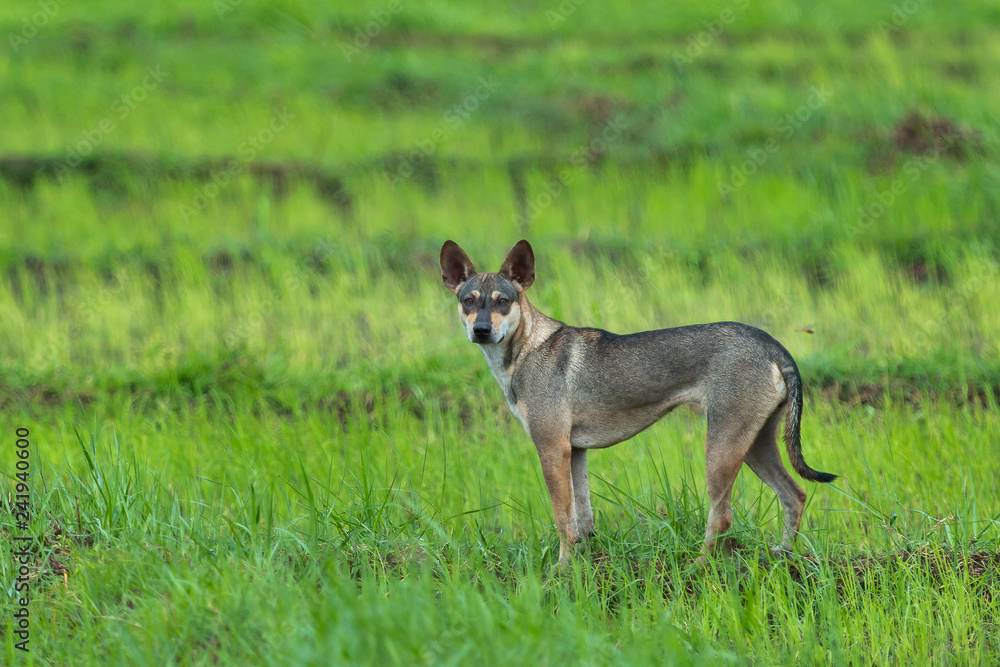 Dog, Dog field in Thailand