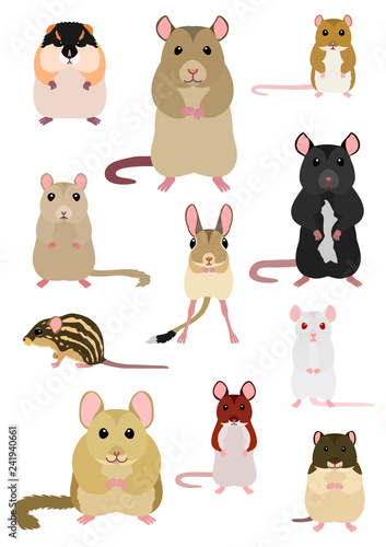 Fototapeta Naklejka Na Ścianę i Meble -  collection of mice breeds
