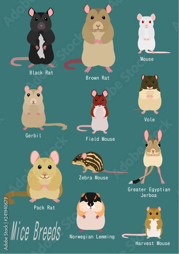 collection of mice breeds