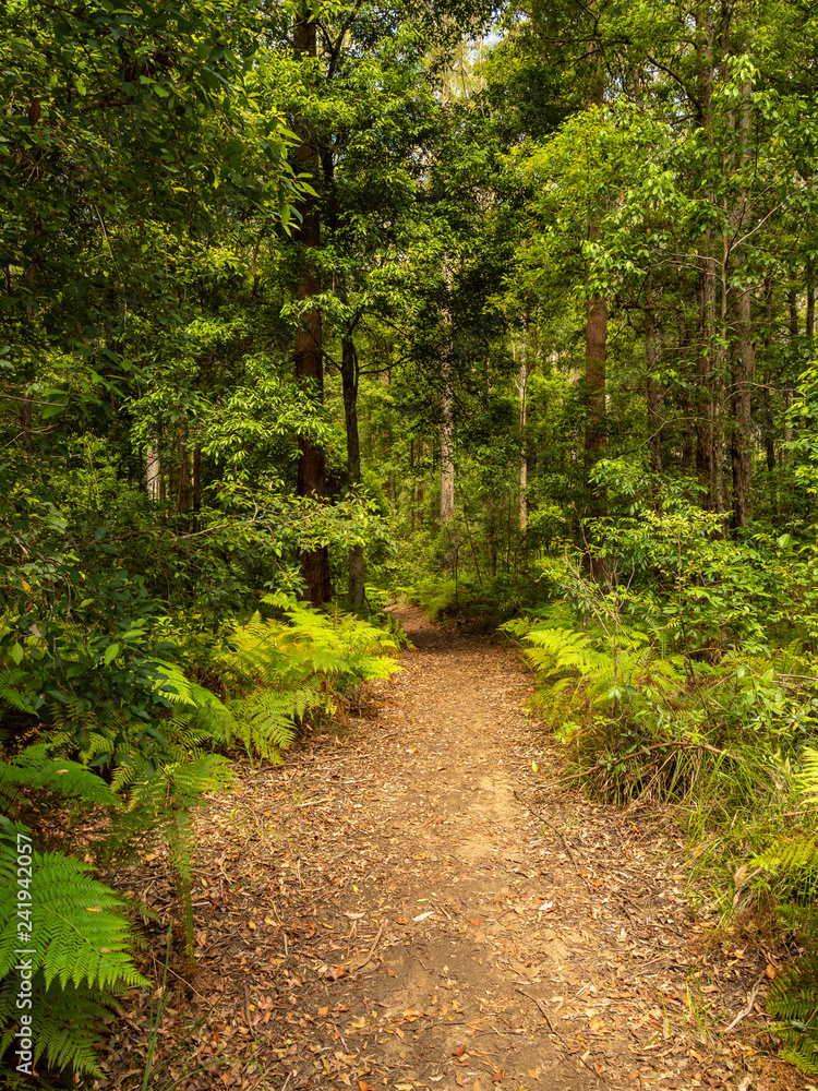 The Trail The Trail