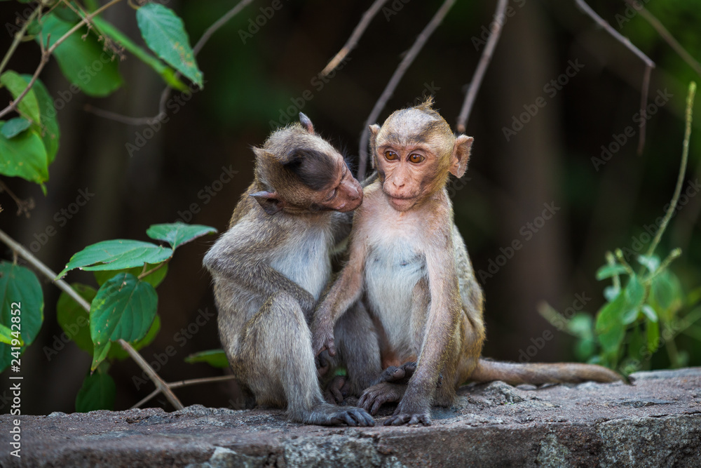 Two monkeys are in love.